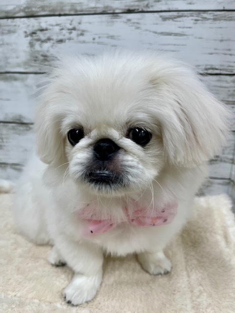 ペキニーズ｜ペット検索｜ペット大好き！